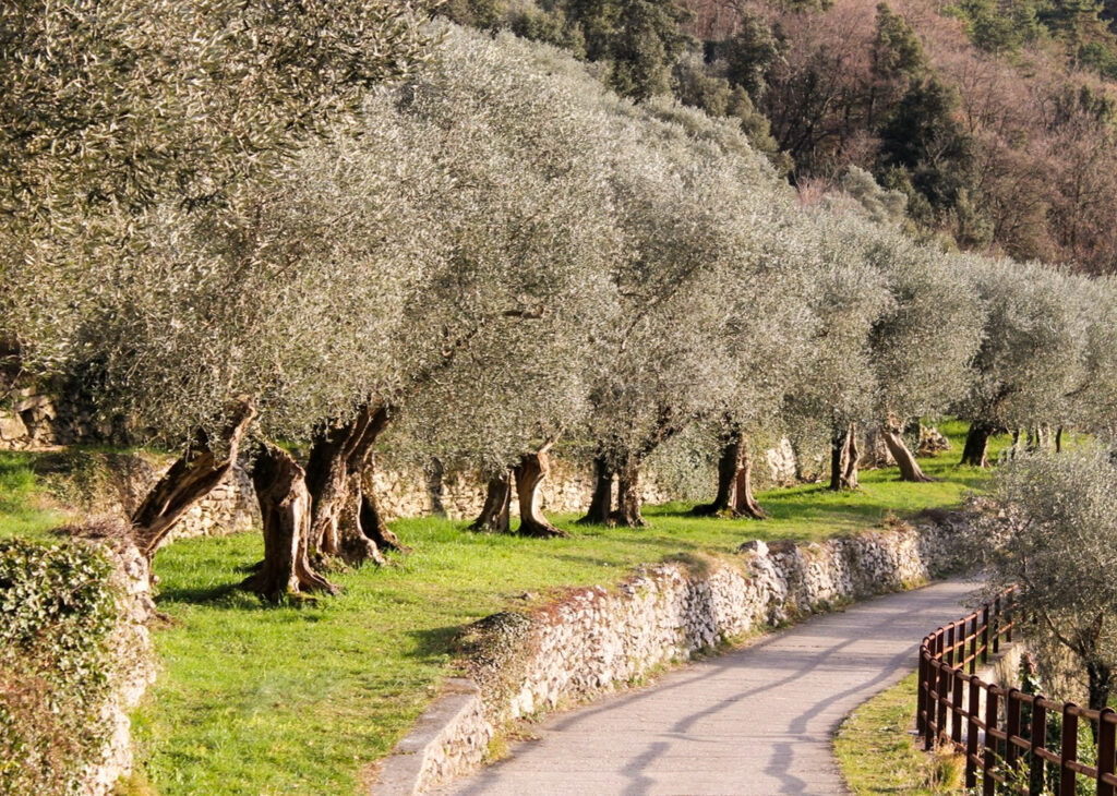 Olive trees in Torbole